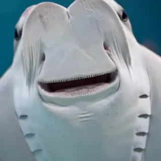 😀 razza, creatura marina, animale, pesce, oceano, fauna selvatica whatsapp sticker
