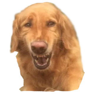😬 Hund, Golden Retriever, Tier, Haustier, Zähne, wütend, knurrend telegram sticker