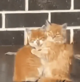 🥰 Katze, Tiere, Kätzchen, süß, orange telegram sticker