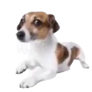 Timmy the Dogger | @Rosberth telegram stickers