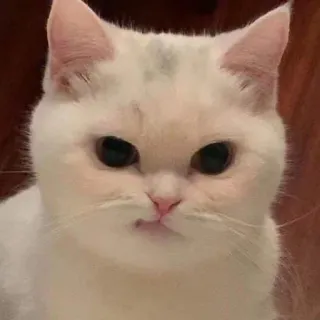 😏 gatto, gatto bianco, animale domestico, animale, carino, gattino telegram sticker