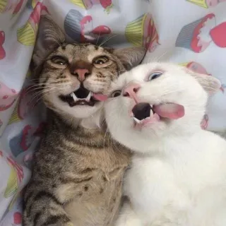 🐈 猫, 动物, 吐舌头, 搞笑, 可爱, 宠物 telegram sticker