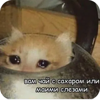 🫥 вам чай с сахаром или моими слезами crying cat, sad cat, cat in a kettle, tea, tears, meme, funny, cute telegram sticker