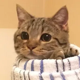 🦁 gato, gatinho, fofo, animal, animal de estimação, listrado, toalha, doméstico telegram sticker