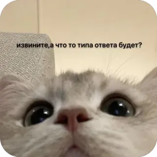 🧝‍♀ извините,а что то типа ответа будет? telegram sticker