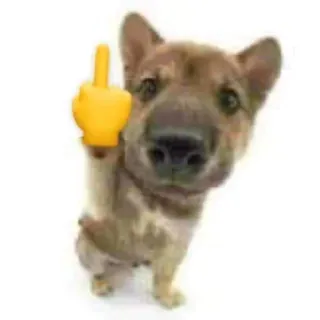 😏 chien, doigt d'honneur, offensant, geste, humour telegram sticker