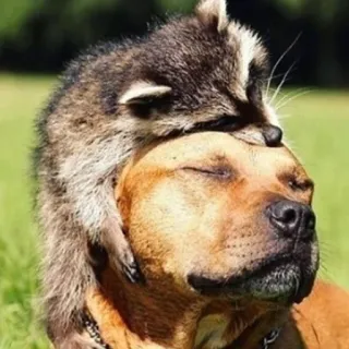 ❤ perro, mapache, animales, amigos, lindo, naturaleza telegram sticker