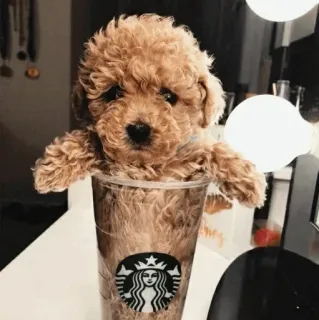 🏙 welpe, starbucks, hund, kaffee, tasse, süß whatsapp sticker