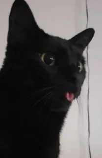 😜 gatto, gatto nero, animale domestico, animale, lingua fuori, animale da compagnia telegram sticker