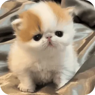 🥺 telegram sticker