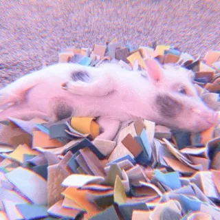 🐽 pig, animal, cute, pet telegram sticker