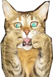 😱 gato, gracioso, animal, meme, lindo, mascota telegram sticker