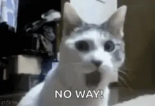 😲 NO WAY! gato, surpreso, exclamação, chocado, meme whatsapp sticker