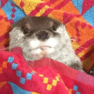 🐾 loutre, animal, mammifère, mignon, faune sauvage, portrait whatsapp sticker