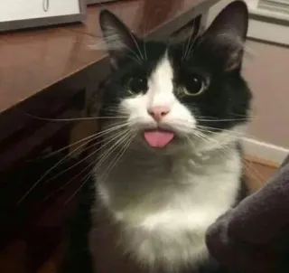 😛 chat, animal de compagnie, animal, chat tuxedo, langue, mignon, animal domestique, mammifère telegram sticker
