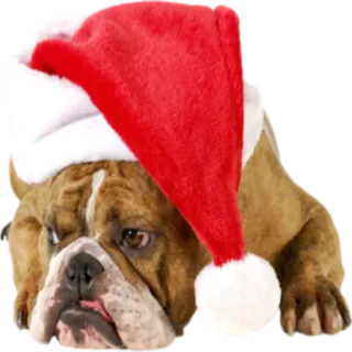 😝 Hund, Bulldogge, Weihnachten, Weihnachtsmütze, Haustier, Tier telegram sticker