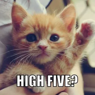 🙏 HIGH FIVE? gatito, gato, choca esos cinco, lindo, amigable telegram sticker
