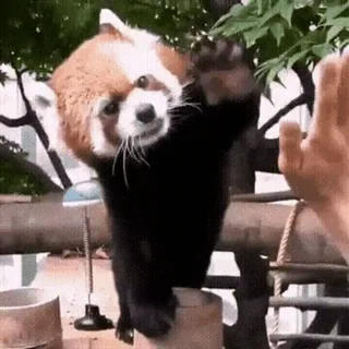 Красная панда @freetopsticker telegram stickers