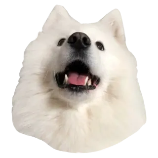 🤠 犬, サモエド, 動物, ペット, 哺乳類 telegram sticker