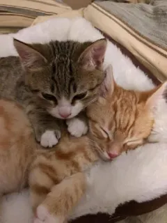 👩‍❤️‍💋‍👩 koty, kocięta, śpiące, zwierzęta, zwierzęta domowe telegram sticker