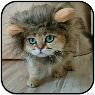 👀 chat, lion, chaton, animal de compagnie, animal, déguisement, mignon whatsapp sticker