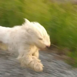 🏃‍♂ cachorro, cachorro branco, correndo, animal, animal de estimação, animal doméstico, cachorro correndo telegram sticker