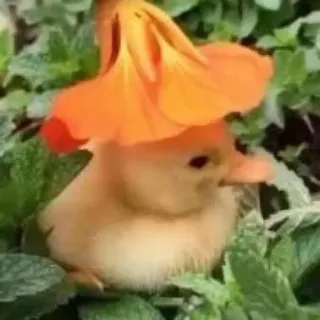 🌸 duck, flower, nature, cute, bird whatsapp sticker