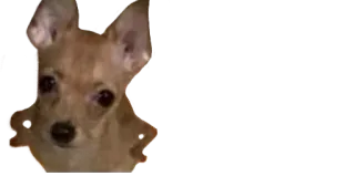 🤨 chihuahua, cachorro, animal, animal de estimação, fofo telegram sticker