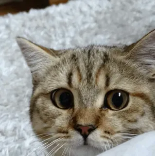 🐱 gato, animal, animal de estimação, fofo, felino, mamífero telegram sticker