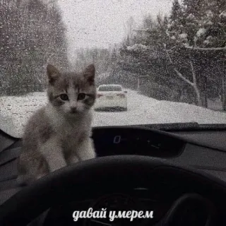 😃 давай умрем Katze, Kätzchen, Schnee, Winter, Auto, traurig, russisch, Straße telegram sticker