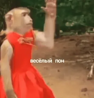 🥴 весёлый пон Affe, Kleid, Lustig, Meme, Tier, Affe telegram sticker