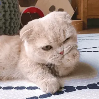 🤔 cat, kitten, pet, animal, cute, scottish fold, feline telegram sticker