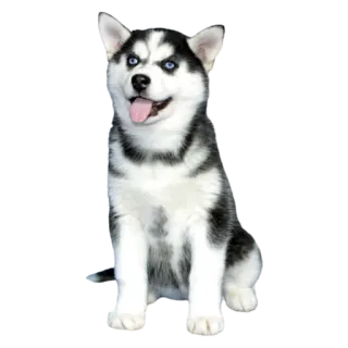 🐱 anjing, husky, anak anjing, imut, binatang, hewan peliharaan telegram sticker