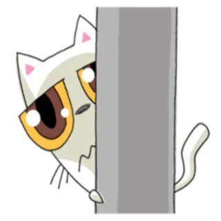 👀 kot, podglądanie, kreskówka, zwierzę, naklejka, biały kot, nieśmiały whatsapp sticker
