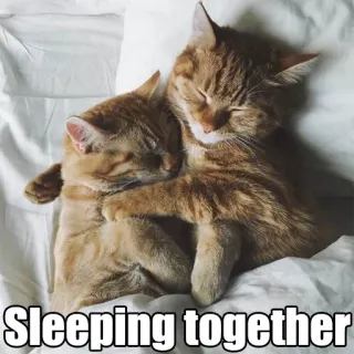 💞 Sleeping together gatos, durmiendo, animales, lindo, juntos telegram sticker