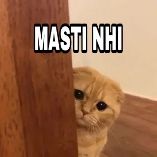 🍁 MASTI NHI Katze, Meme, traurig, süß, Haustier telegram sticker