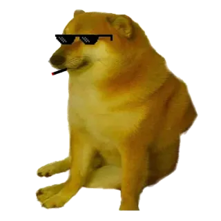 😎 Doge meme, dog, glasses, cheems, internet meme telegram sticker