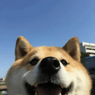 🐾 Hund, Shiba Inu, Tier, Haustier, süß, glücklich whatsapp sticker