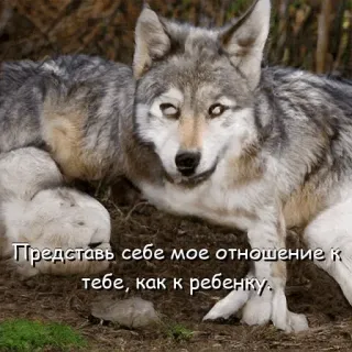👼 Представь себе мое отношение к тебе, как к ребенку. หมาป่า, สัตว์, สัตว์ป่า, ธรรมชาติ, ข้อความรัสเซีย telegram sticker