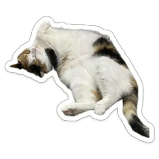 🫶 cat, animal, pet, feline, sticker telegram sticker