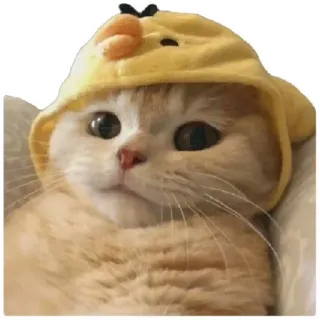😸 cat, animal, cute, pet, kitten, hat, duck, yellow telegram sticker