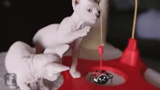 🐈 gatto sphynx, gatto, gatto senza pelo, gattino, animale domestico, animale telegram sticker