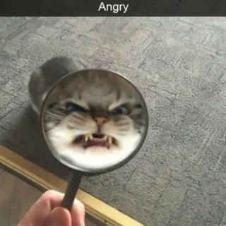 🌚 Angry 猫, 怒り, 虫眼鏡, 動物, ネコ科, 表情 telegram sticker