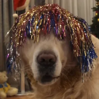 🥳 Hund, Haustier, Golden Retriever, Perücke, Lustig, Tier telegram sticker