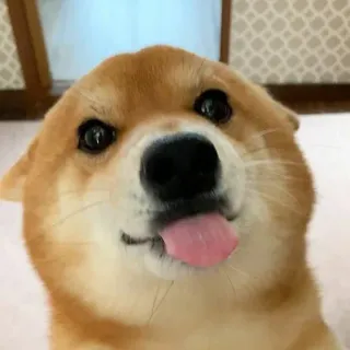 😜 Hund, Shiba Inu, Tier, Zunge raus, süß, Haustier, lustig telegram sticker