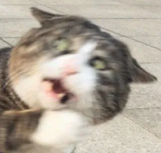 😾 кот, животное, кошачий, домашнее животное, млекопитающее, домашняя кошка, полосатый кот whatsapp sticker