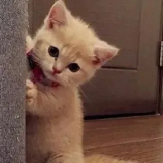 🥺 gatinho, gato, fofo, animal de estimação, animal telegram sticker
