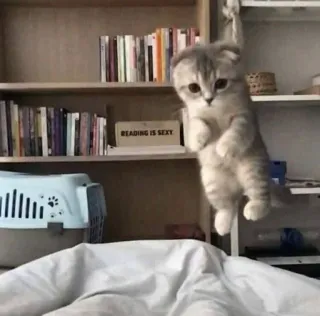 😋 READING IS SEXY gatto, gattino, leggere, sexy, umorismo, libri, carino telegram sticker