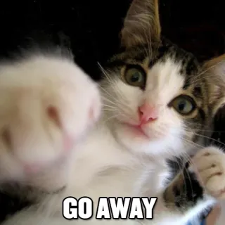 😾 GO AWAY gato, gatito, molesto, divertido, meme telegram sticker