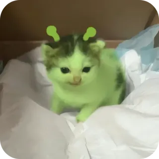 🐱 小猫, 猫, 动物, 宠物, 绿色, 卡通 telegram sticker